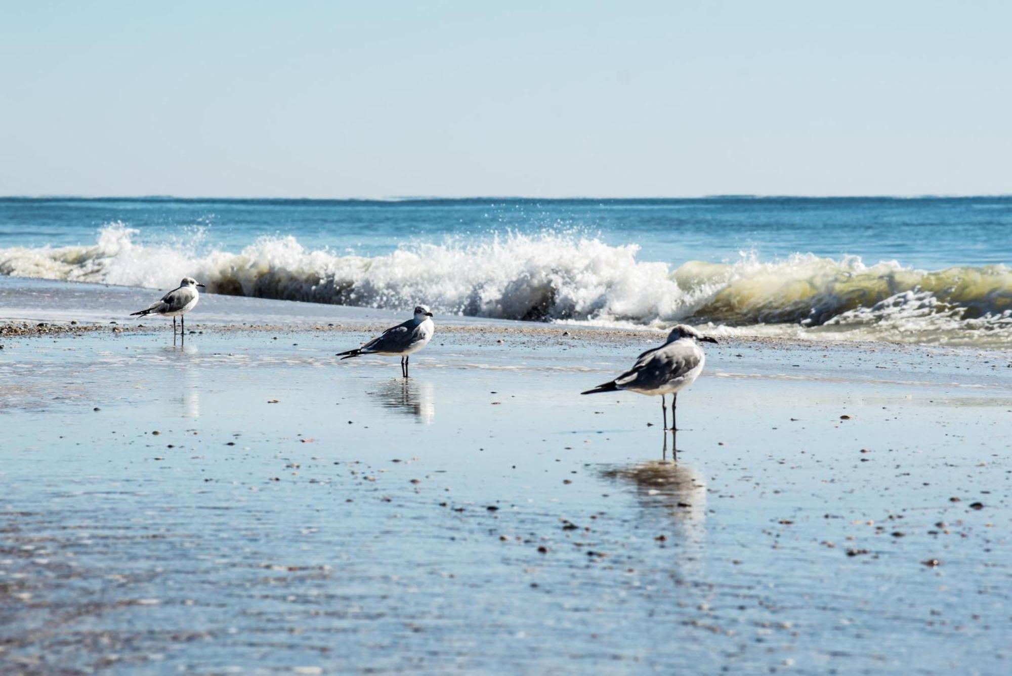 Beautiful Views And Just Steps To The Beach - #38 Sleeps 7 Gulf Shores Bagian luar foto