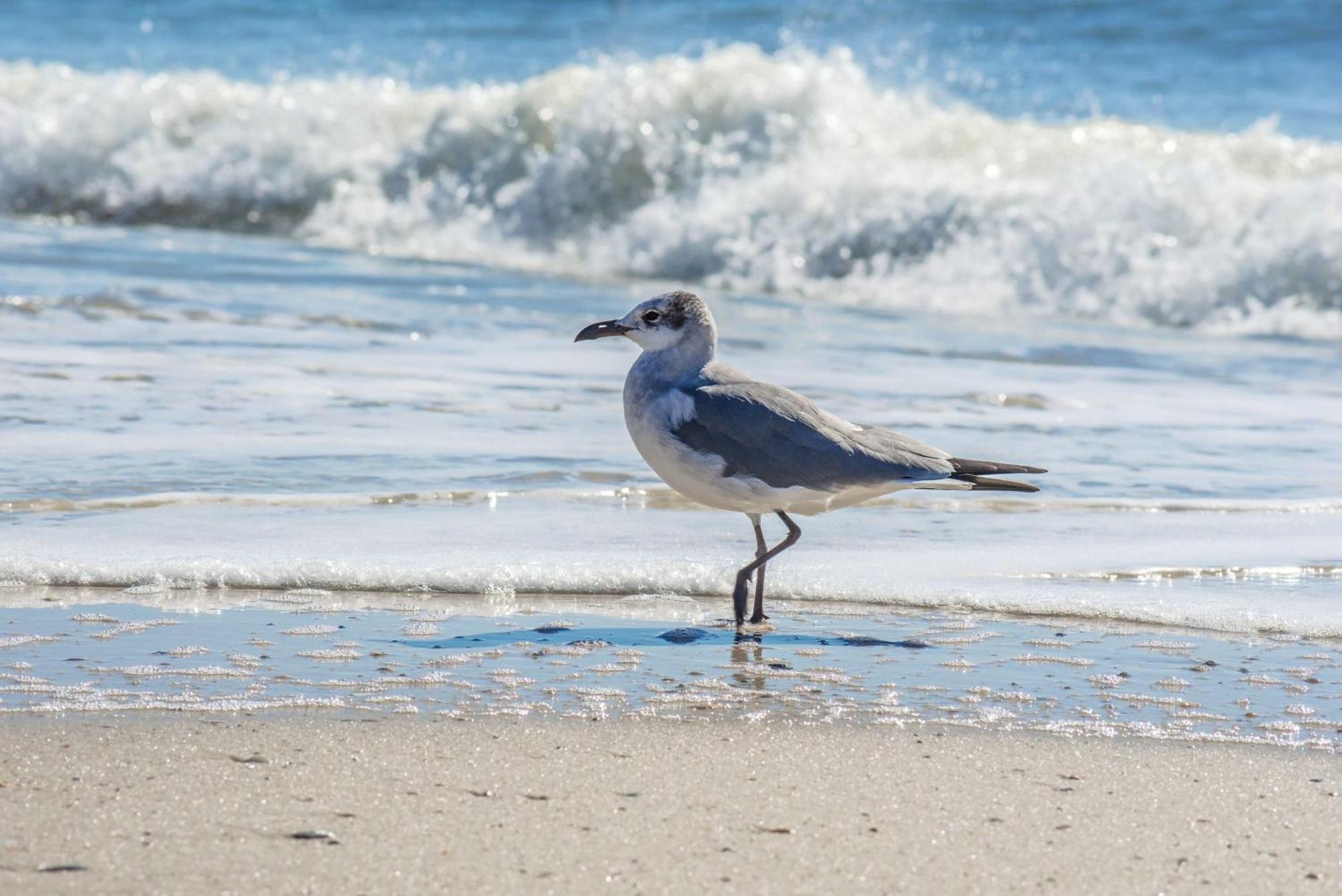 Beautiful Views And Just Steps To The Beach - #38 Sleeps 7 Gulf Shores Bagian luar foto